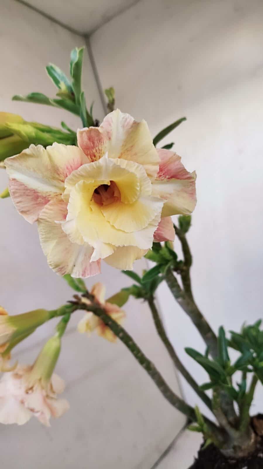 Planta Dobrada 3430 – 35cm – 03 anos - foto 5