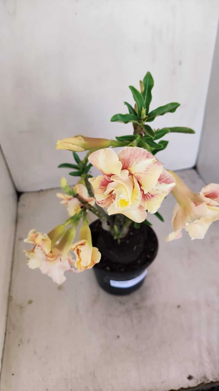 Planta Dobrada 3430 – 35cm – 03 anos - foto 6