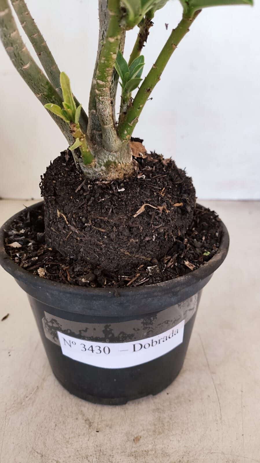 Planta Dobrada 3430 – 35cm – 03 anos - foto 7