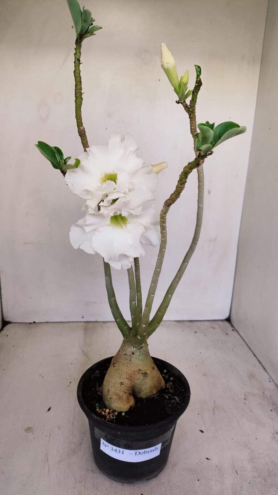 Planta Dobrada 3431 – 35cm – 03 anos - foto 2