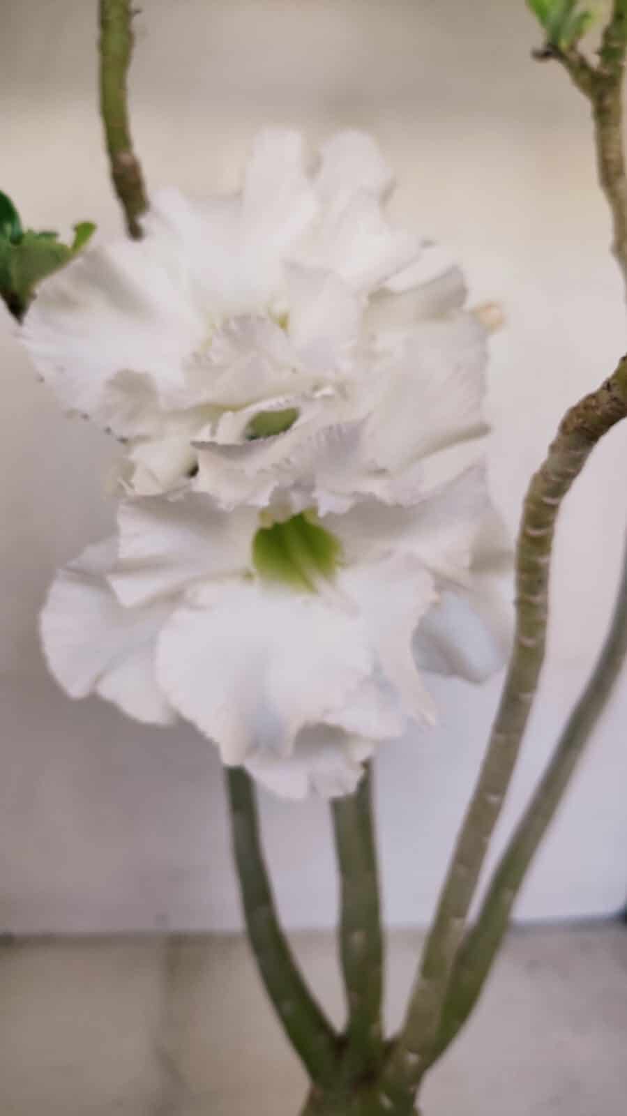Planta Dobrada 3431 – 35cm – 03 anos - foto 3