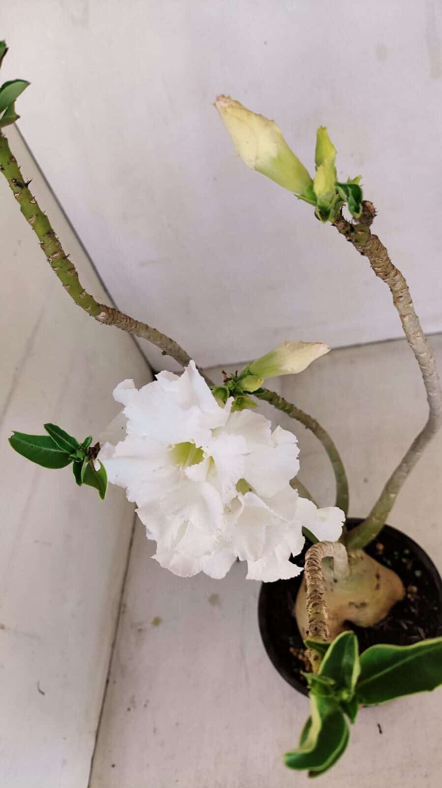 Planta Dobrada 3431 – 35cm – 03 anos - foto 4
