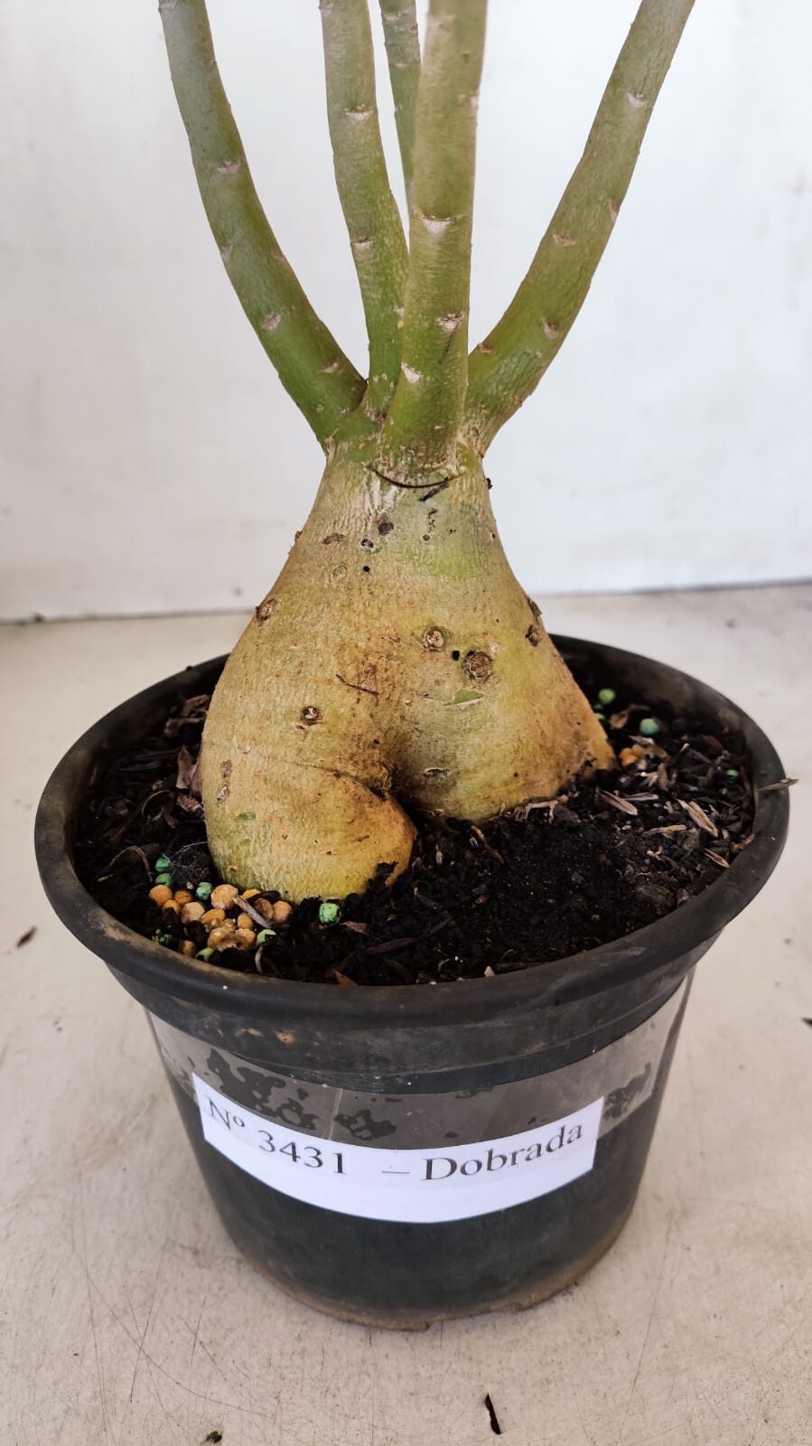 Planta Dobrada 3431 – 35cm – 03 anos - foto 9