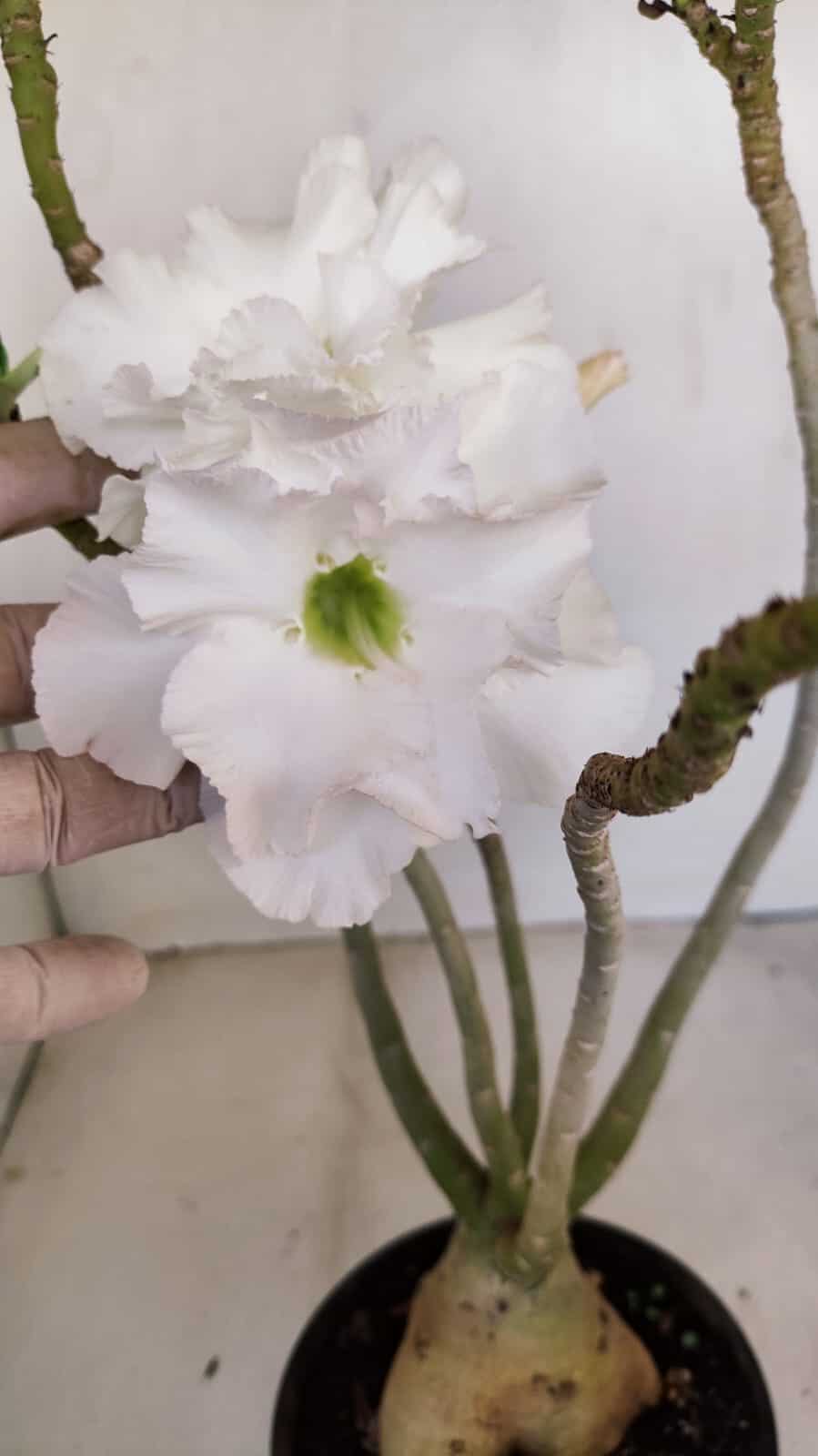 Planta Dobrada 3431 – 35cm – 03 anos - foto 5