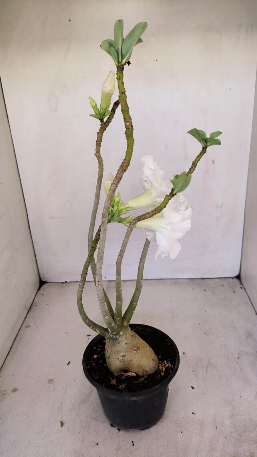 Planta Dobrada 3431 – 35cm – 03 anos - foto 8