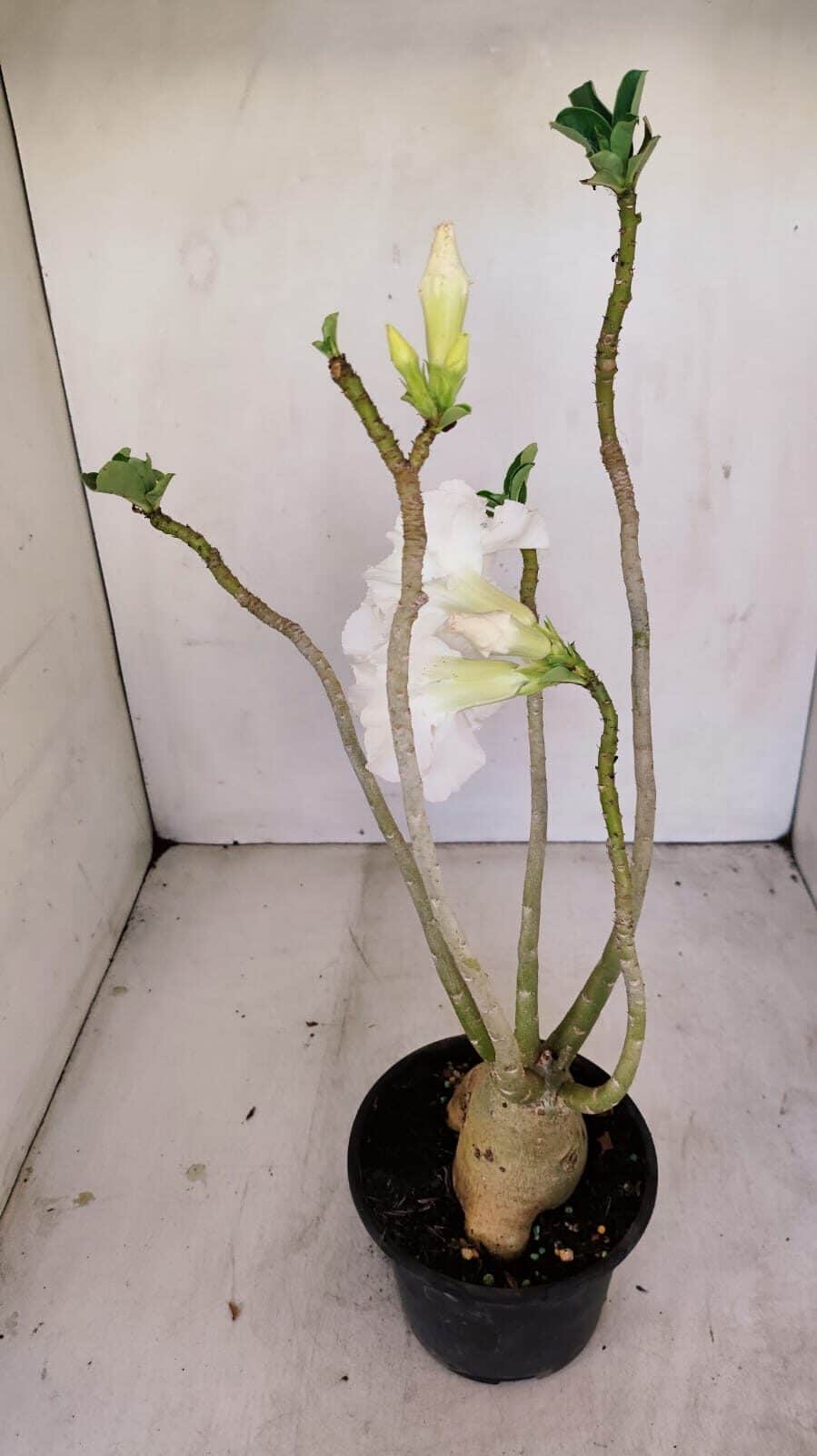 Planta Dobrada 3431 – 35cm – 03 anos - foto 7