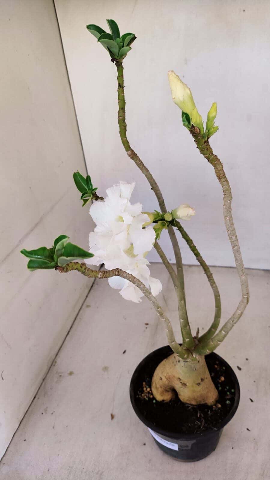 Planta Dobrada 3431 – 35cm – 03 anos - foto 6
