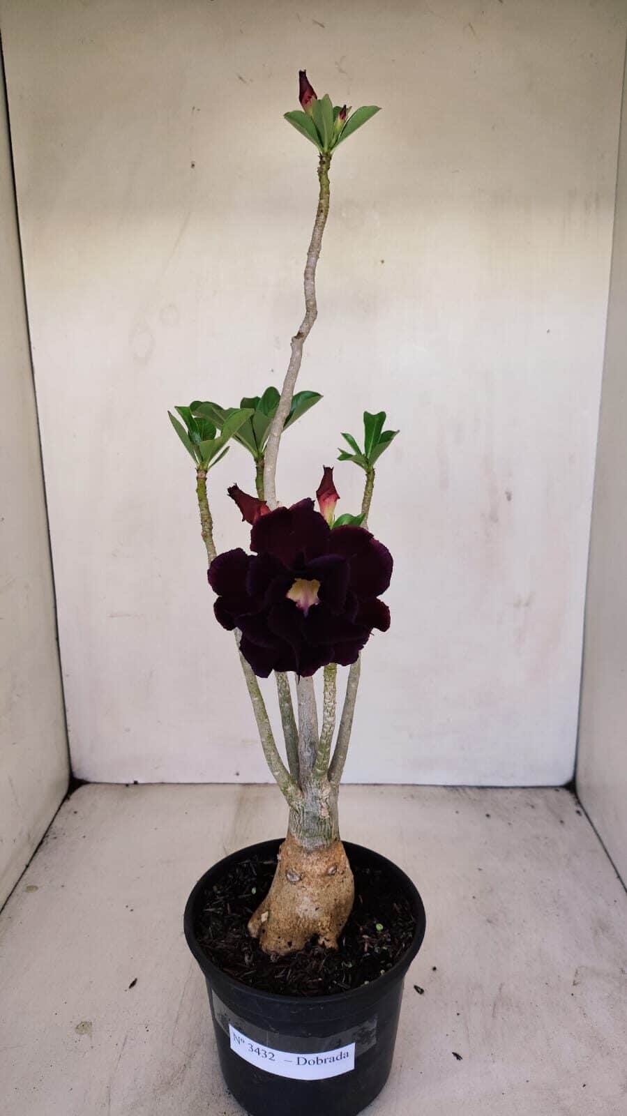 Planta Dobrada 3432 – 35cm – 03 anos - foto 2