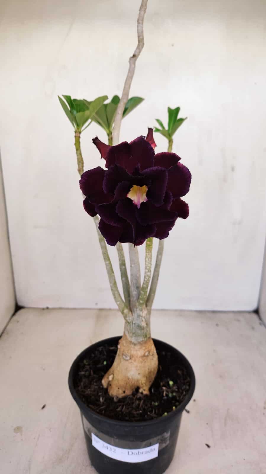 Planta Dobrada 3432 – 35cm – 03 anos - foto 3