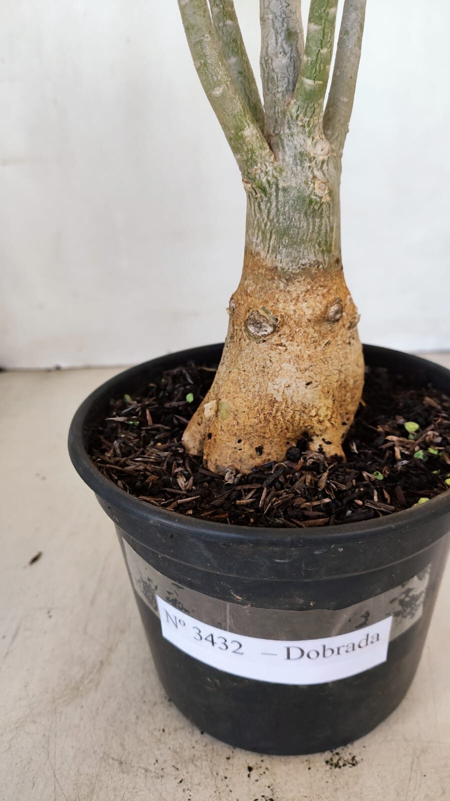Planta Dobrada 3432 – 35cm – 03 anos - foto 7