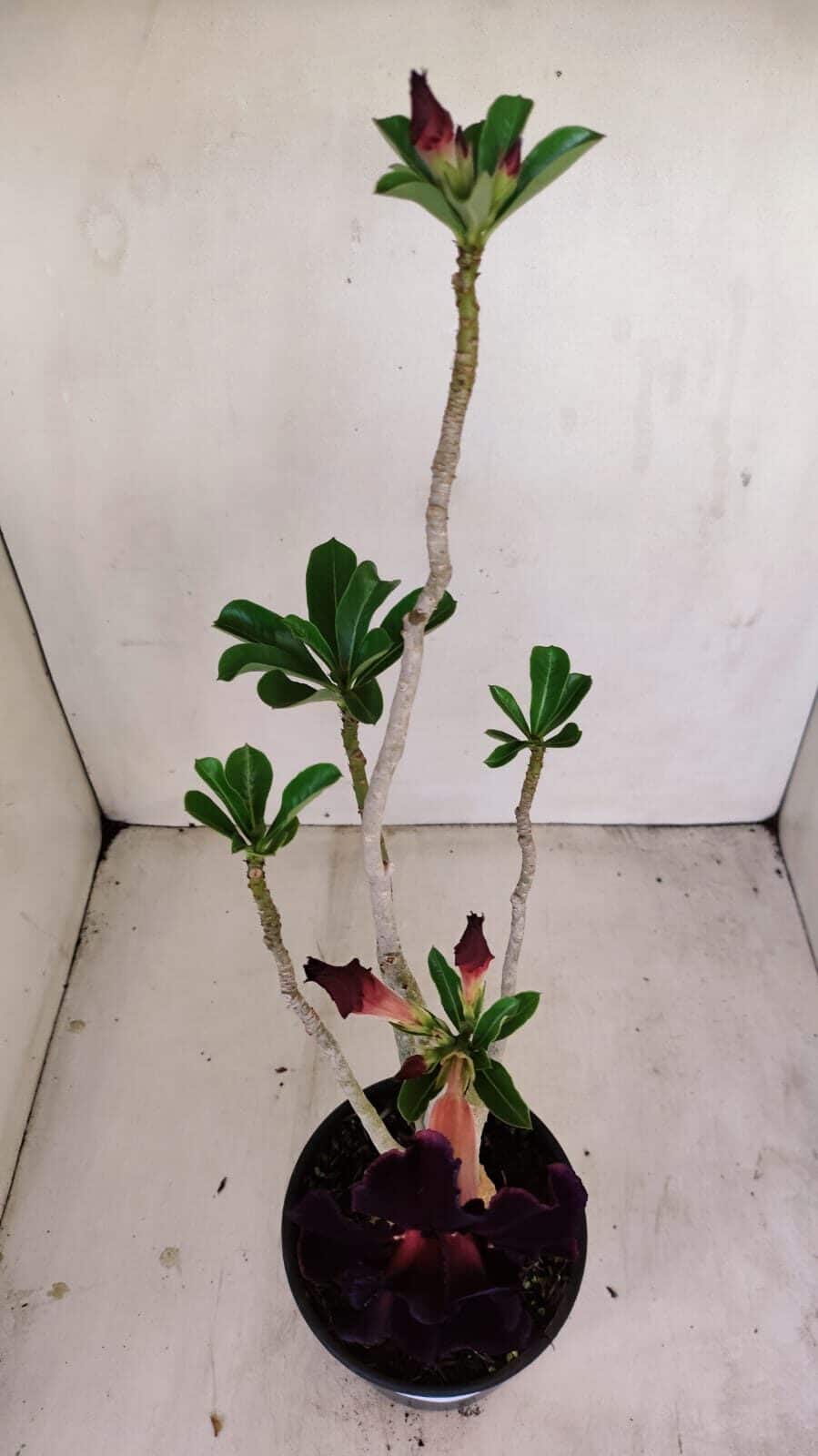 Planta Dobrada 3432 – 35cm – 03 anos - foto 6