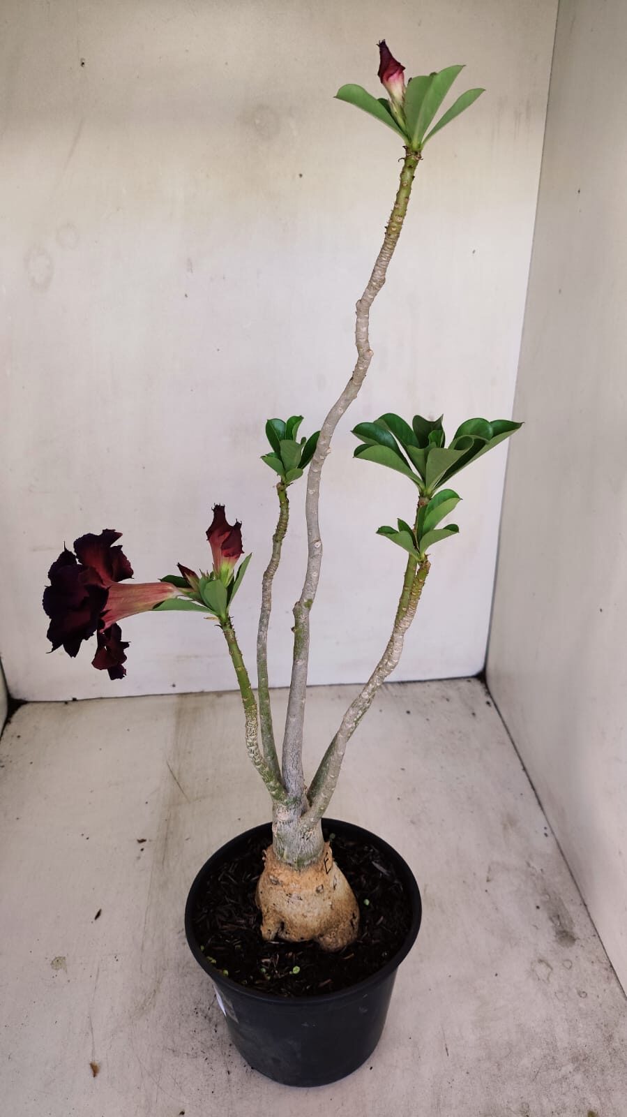Planta Dobrada 3432 – 35cm – 03 anos - foto 5