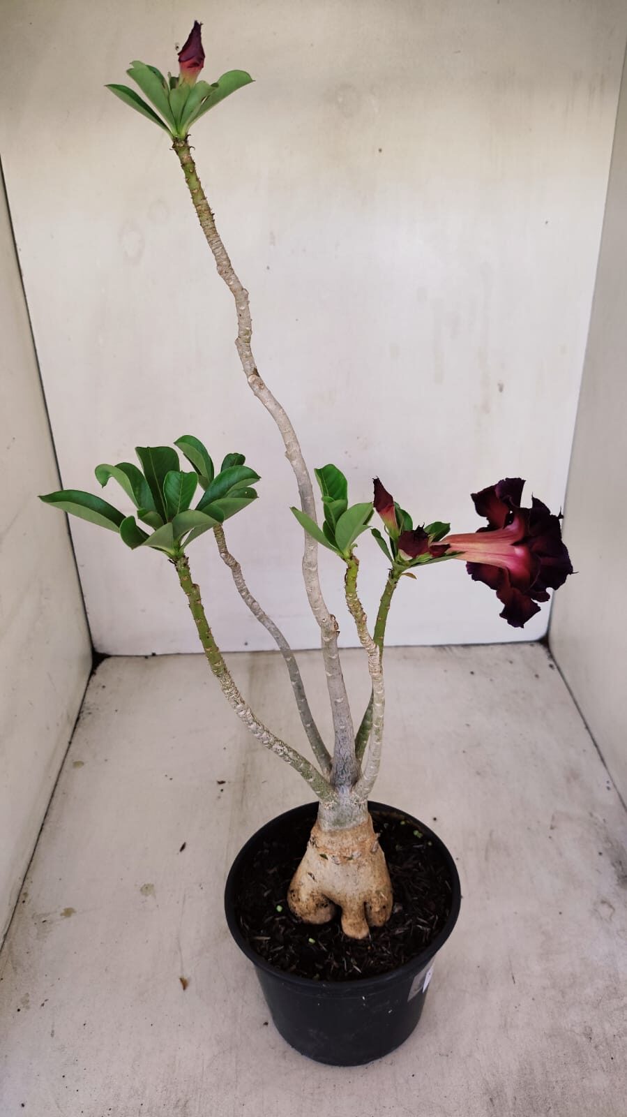 Planta Dobrada 3432 – 35cm – 03 anos - foto 4