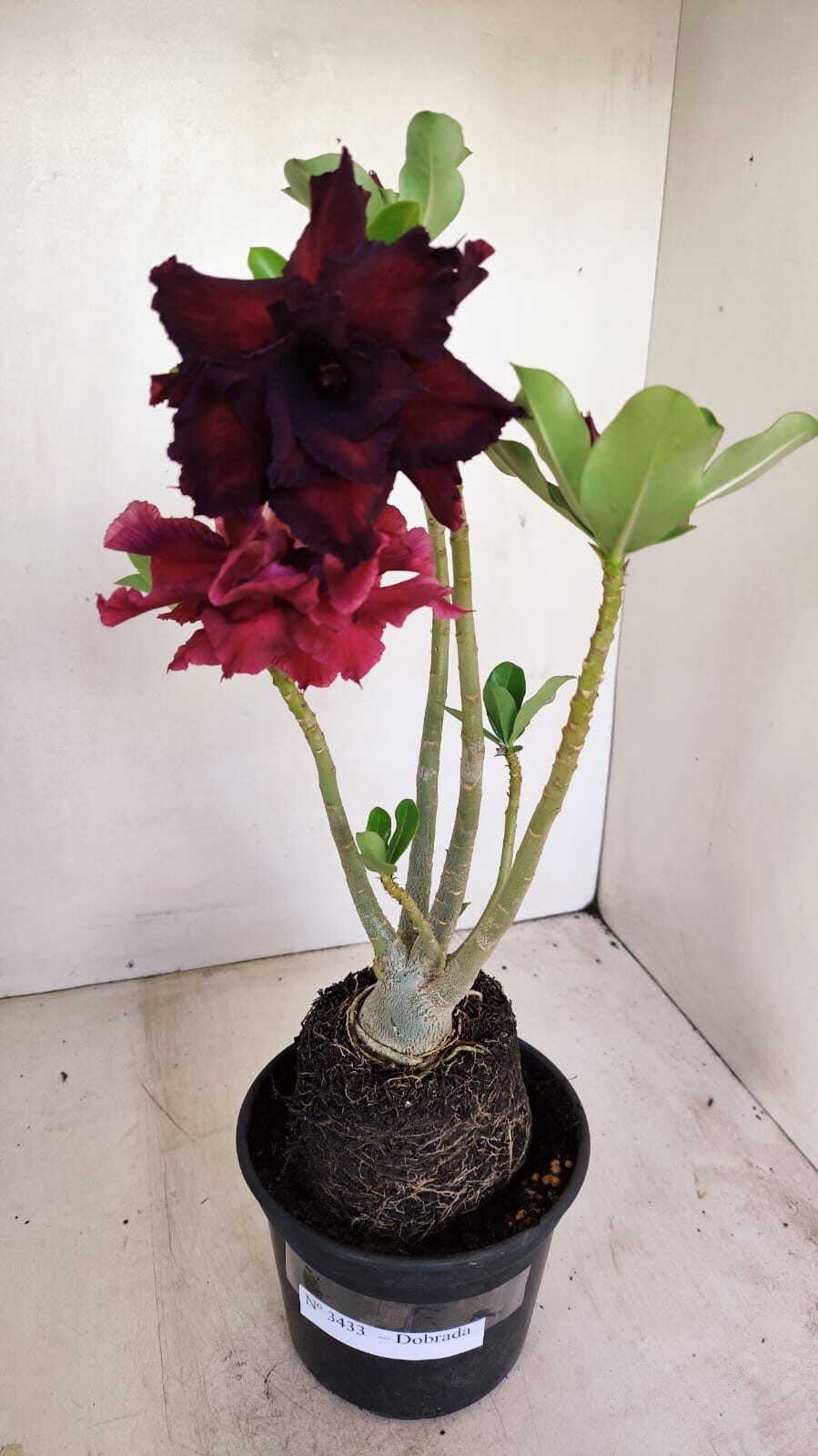 Planta Dobrada 3433 – 35cm – 03 anos - foto 2