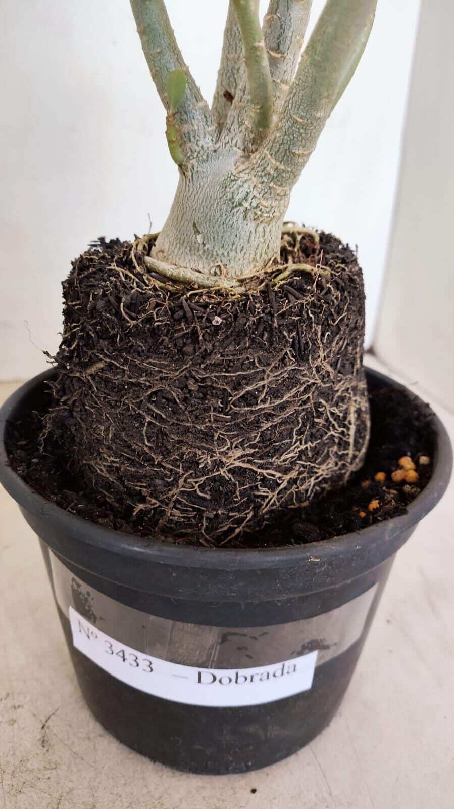 Planta Dobrada 3433 – 35cm – 03 anos - foto 7