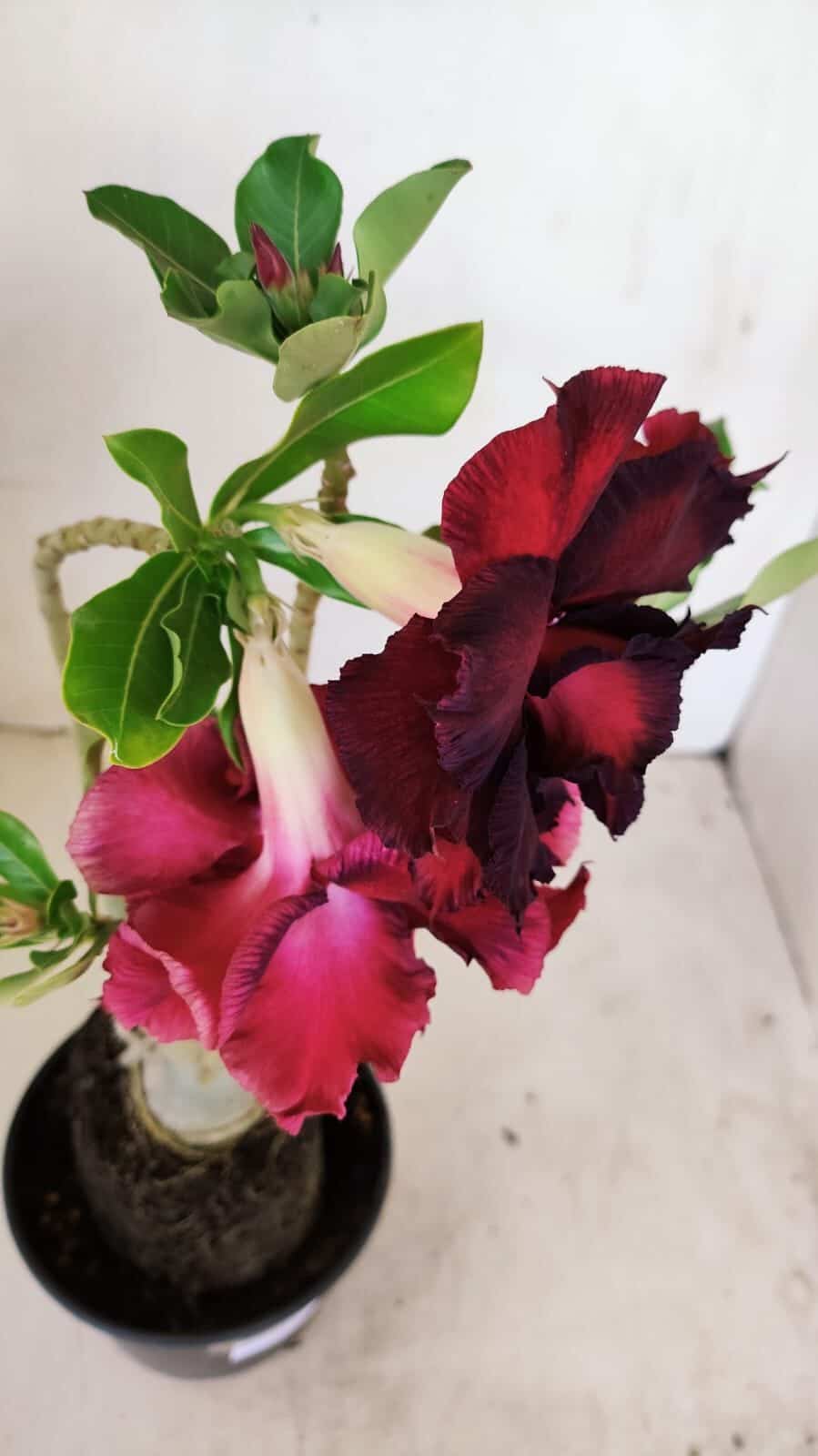 Planta Dobrada 3433 – 35cm – 03 anos - foto 6