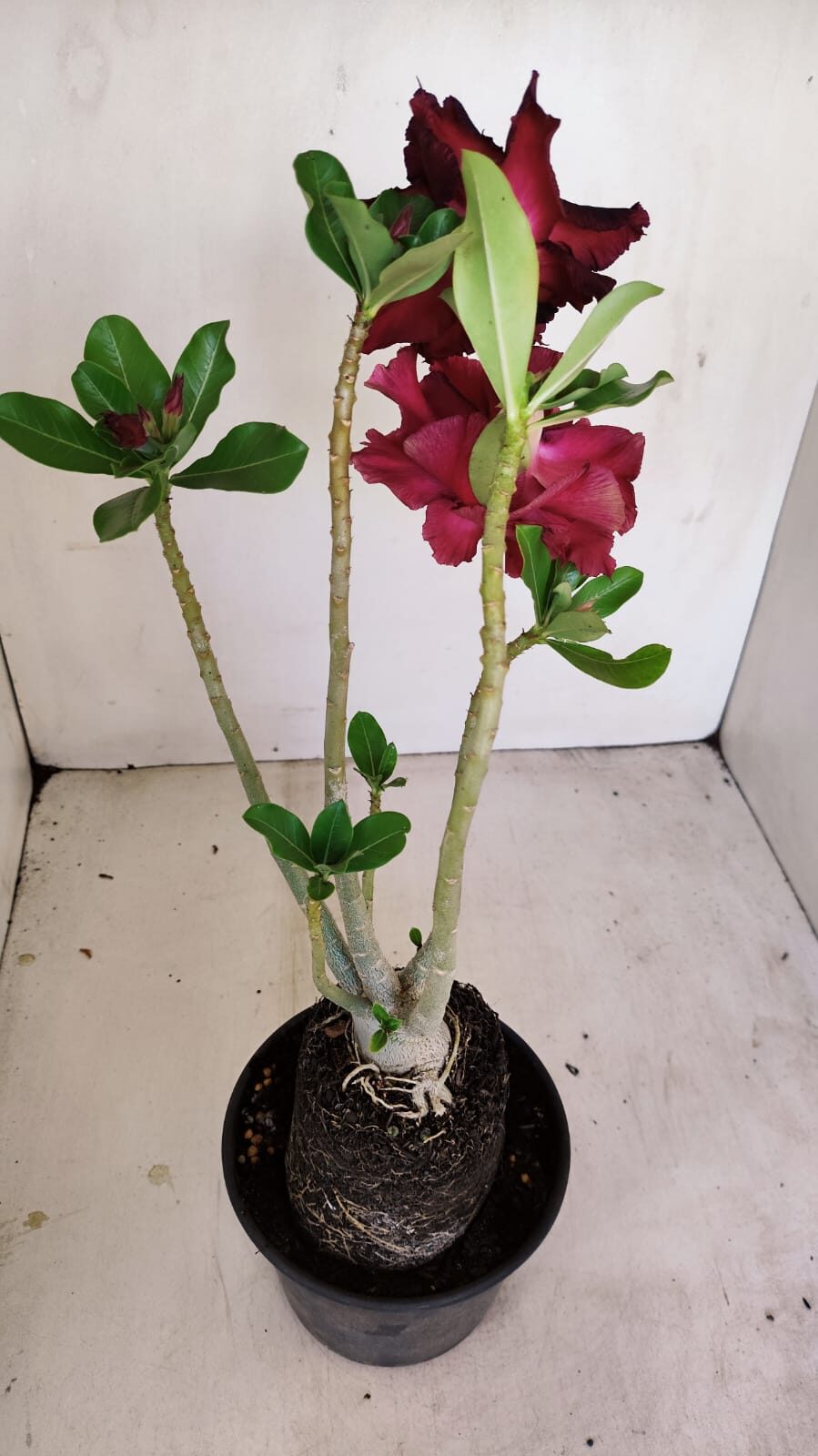 Planta Dobrada 3433 – 35cm – 03 anos - foto 5