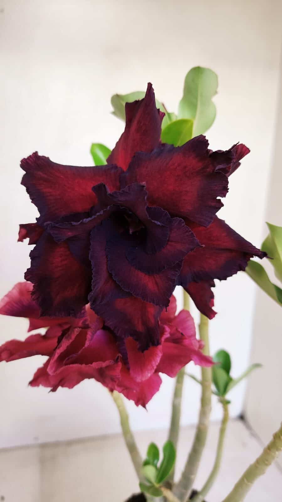 Planta Dobrada 3433 – 35cm – 03 anos - foto 3