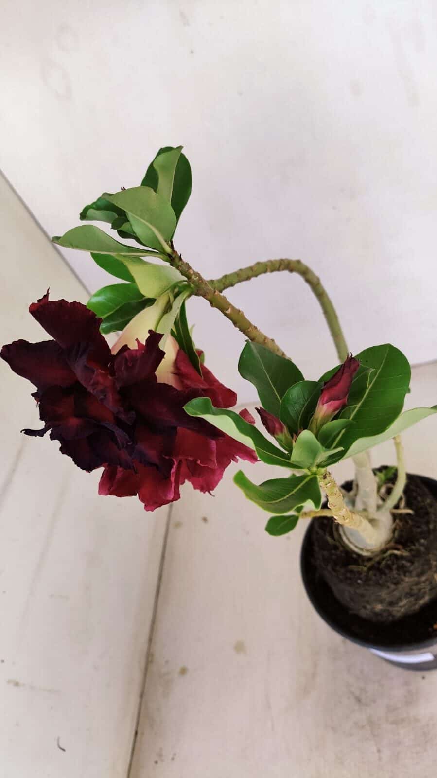 Planta Dobrada 3433 – 35cm – 03 anos - foto 4