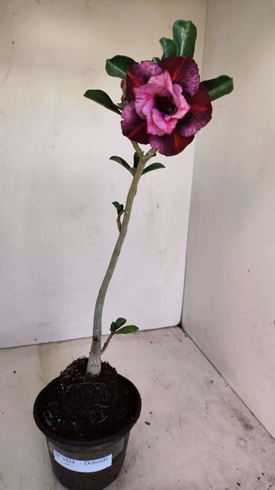 Planta Dobrada 3434 – 35cm – 02 anos - foto 2