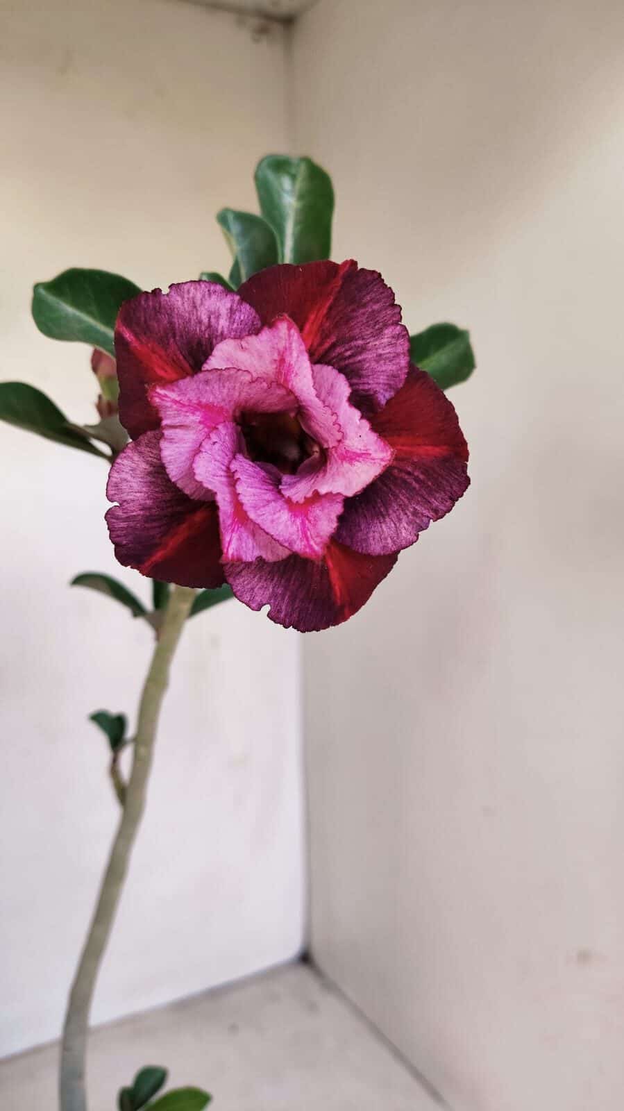 Planta Dobrada 3434 – 35cm – 02 anos - foto 3