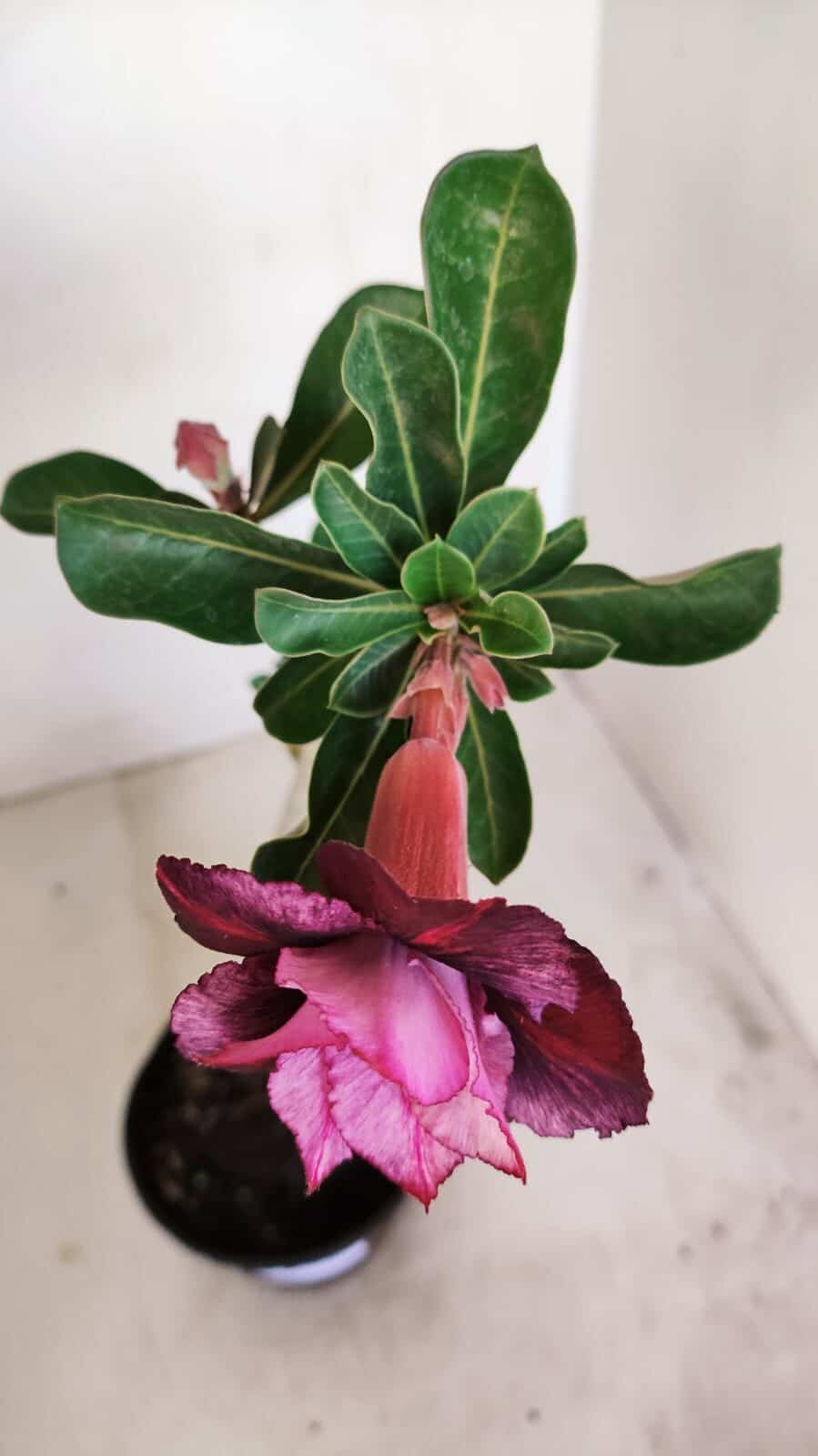 Planta Dobrada 3434 – 35cm – 02 anos - foto 4