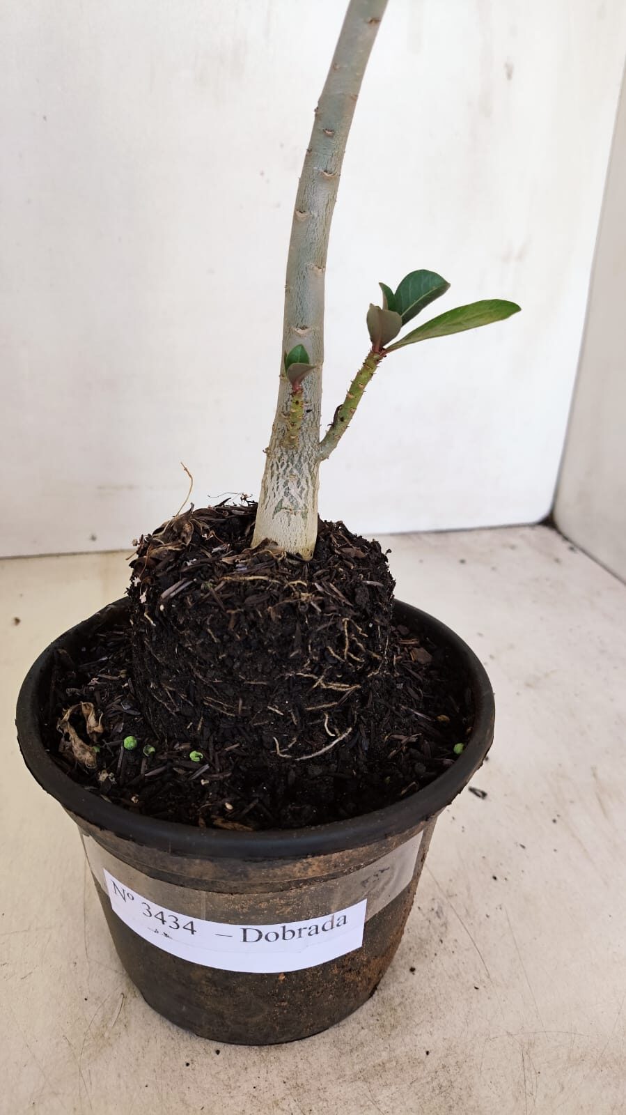 Planta Dobrada 3434 – 35cm – 02 anos - foto 5
