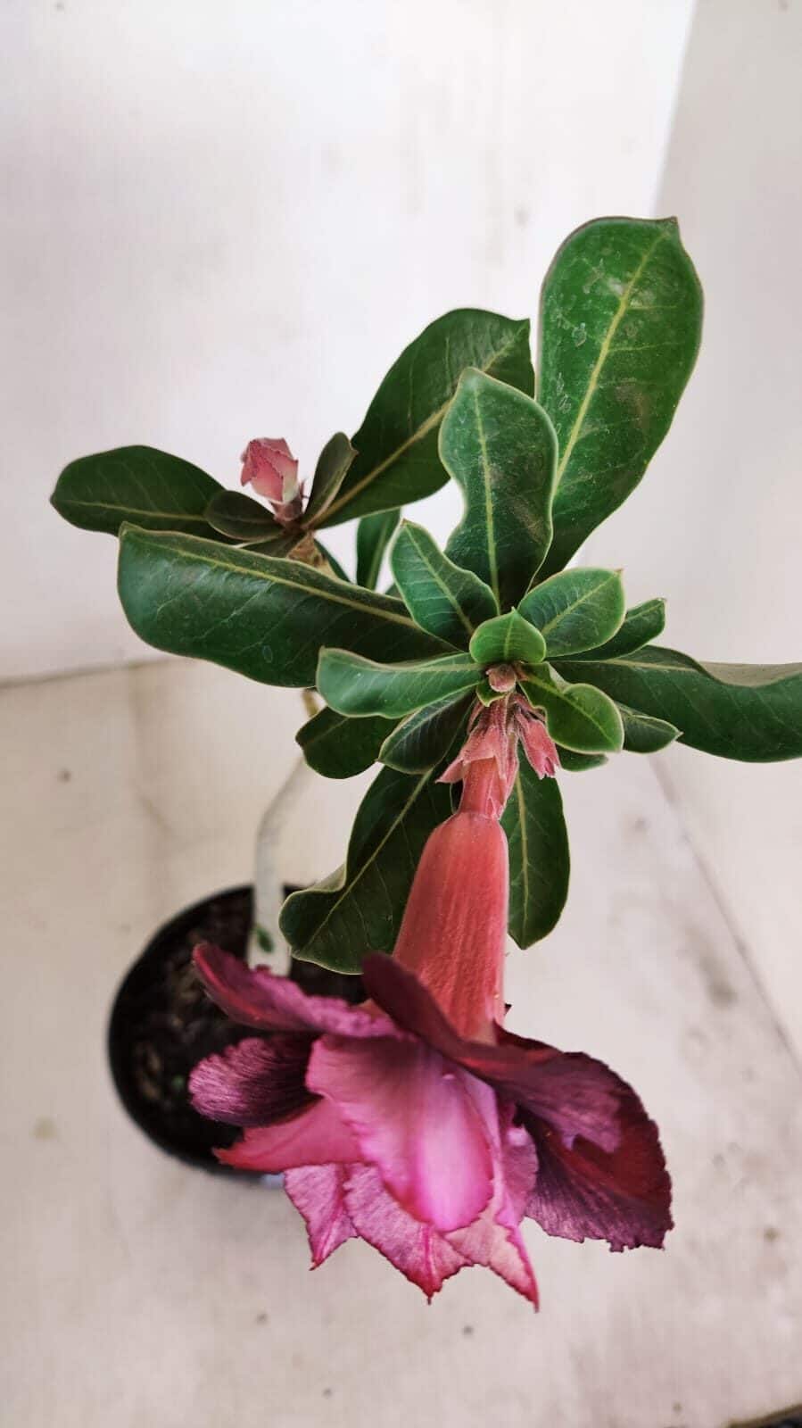Planta Dobrada 3434 – 35cm – 02 anos - foto 6