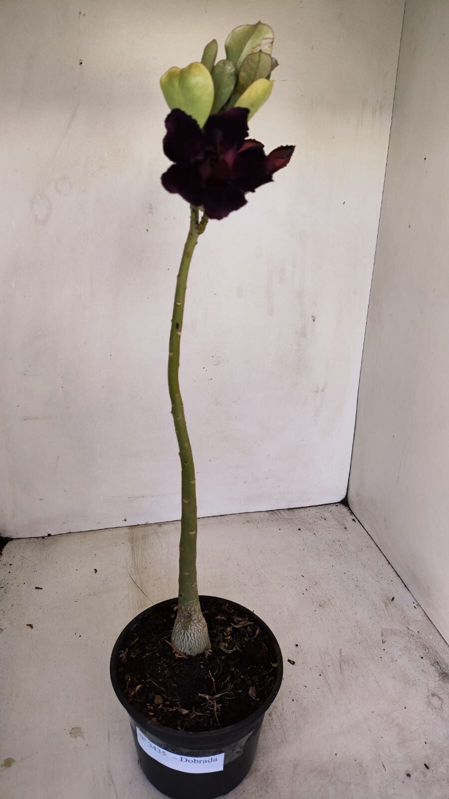 Planta Dobrada 3435 – 35cm – 03 anos - foto 2