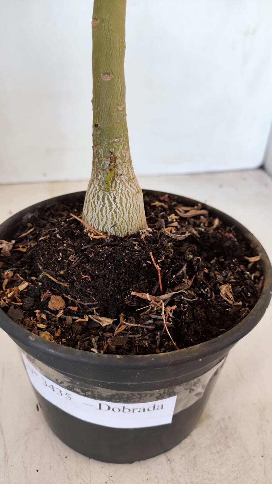 Planta Dobrada 3435 – 35cm – 03 anos - foto 6