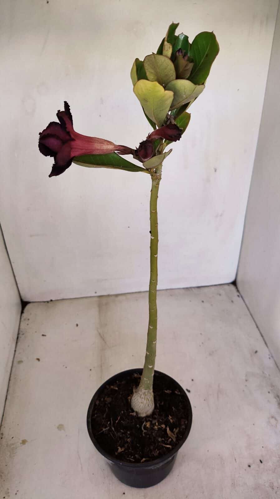 Planta Dobrada 3435 – 35cm – 03 anos - foto 5
