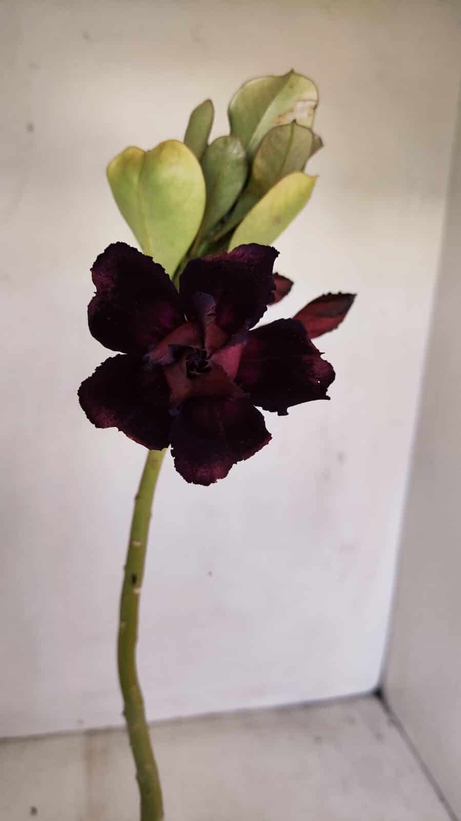 Planta Dobrada 3435 – 35cm – 03 anos - foto 3