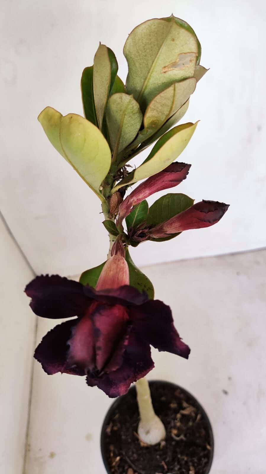 Planta Dobrada 3435 – 35cm – 03 anos - foto 4
