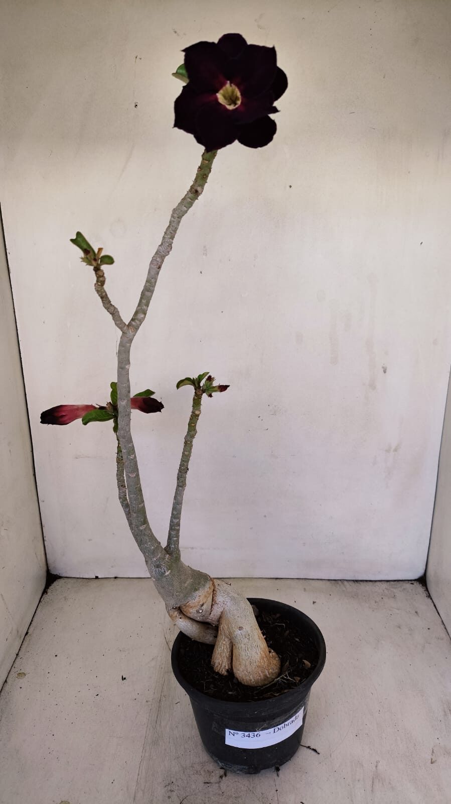 Planta Dobrada 3436 – 40cm – 03 anos - foto 2