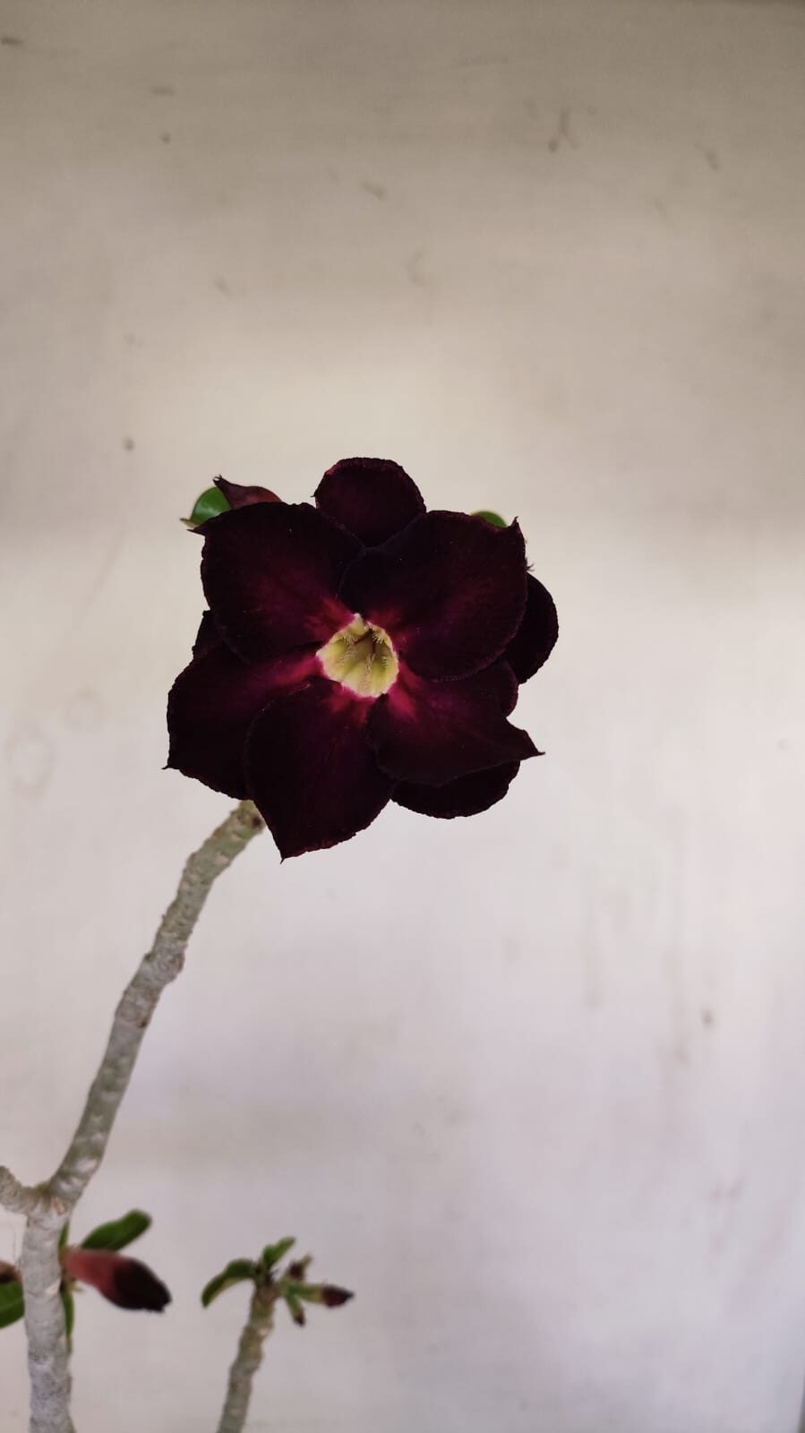 Planta Dobrada 3436 – 40cm – 03 anos - foto 3