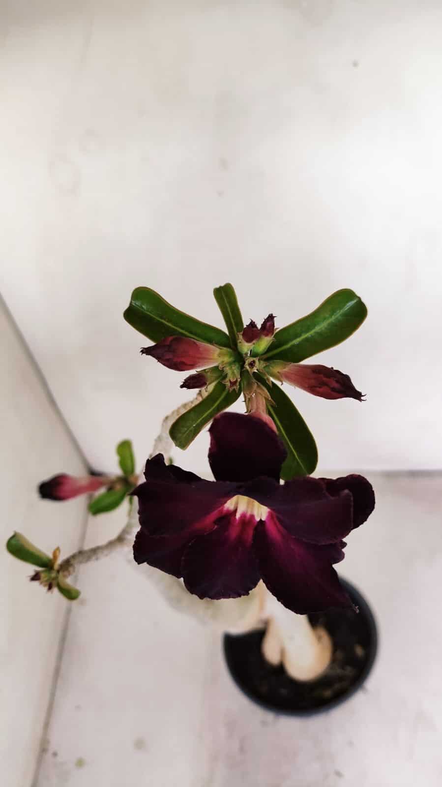 Planta Dobrada 3436 – 40cm – 03 anos - foto 4