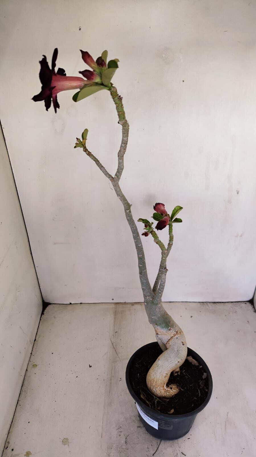 Planta Dobrada 3436 – 40cm – 03 anos - foto 8