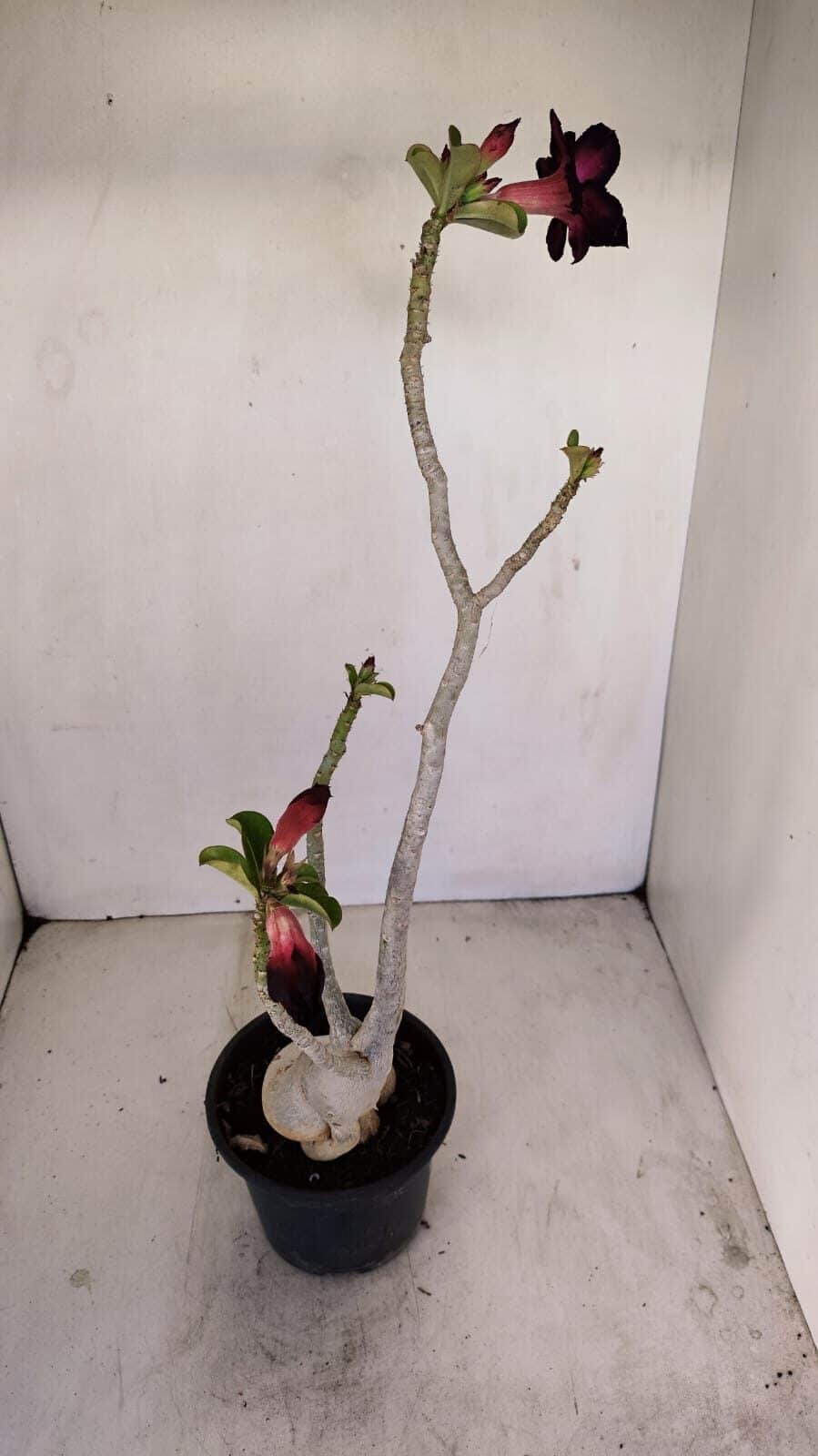 Planta Dobrada 3436 – 40cm – 03 anos - foto 6