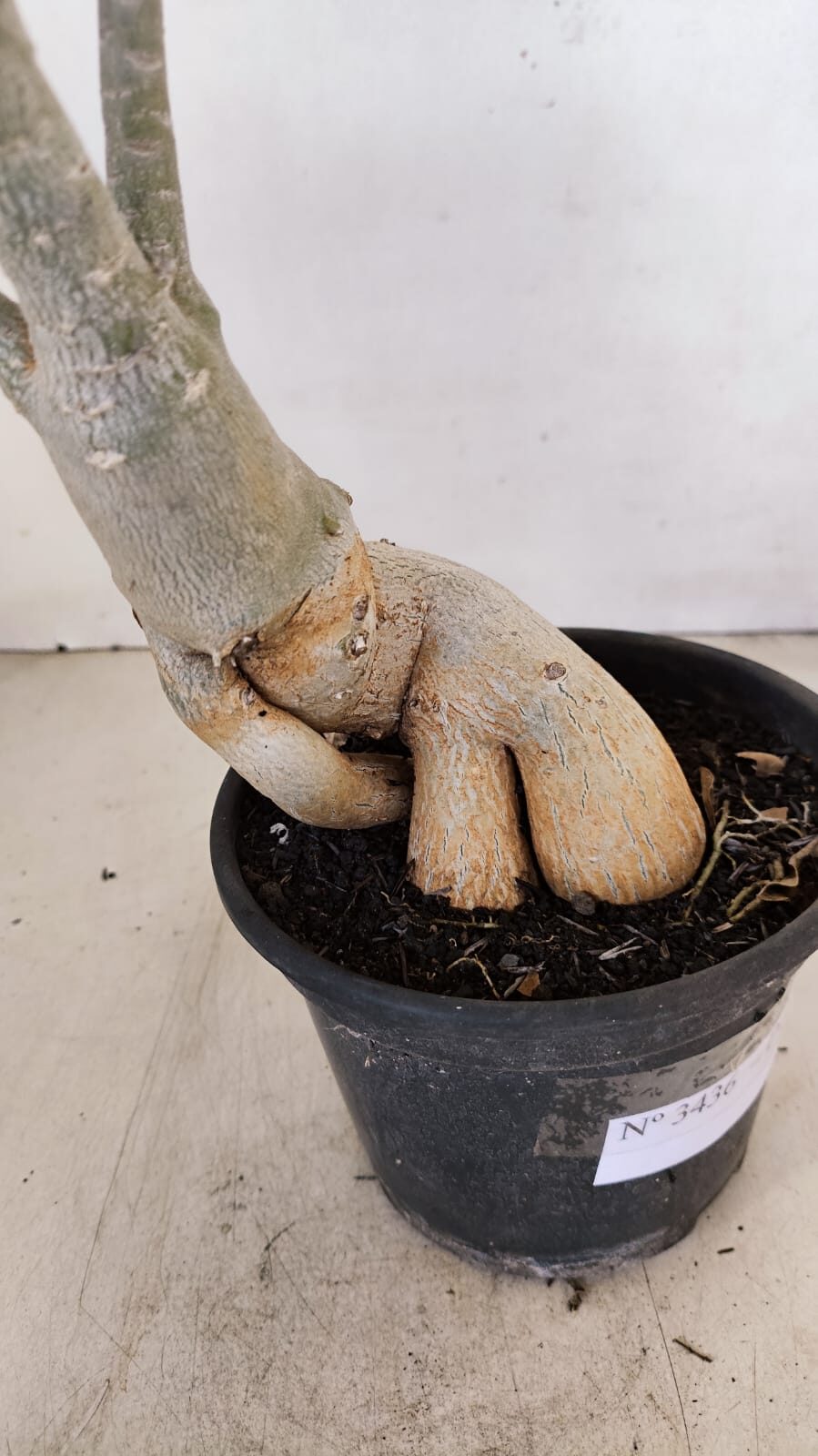 Planta Dobrada 3436 – 40cm – 03 anos - foto 7