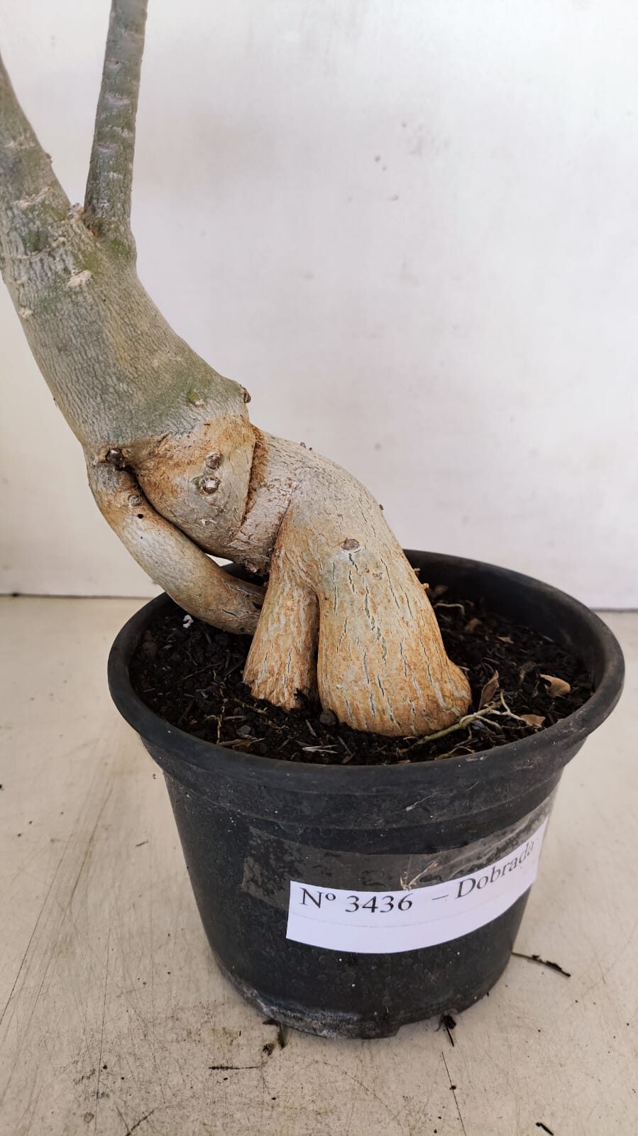 Planta Dobrada 3436 – 40cm – 03 anos - foto 5
