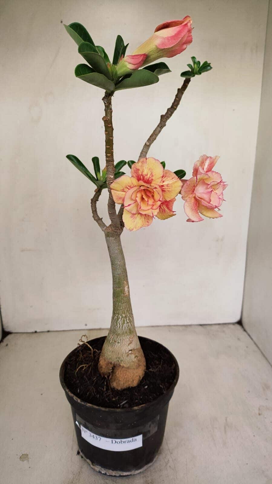 Planta Dobrada 3437 – 35cm – 03 anos - foto 2