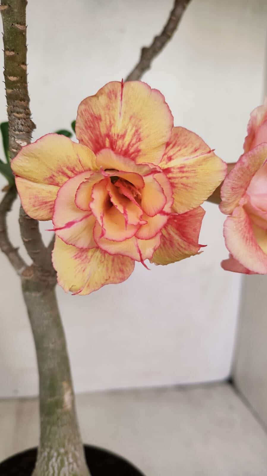 Planta Dobrada 3437 – 35cm – 03 anos - foto 3