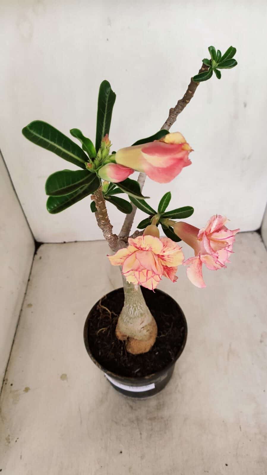 Planta Dobrada 3437 – 35cm – 03 anos - foto 4