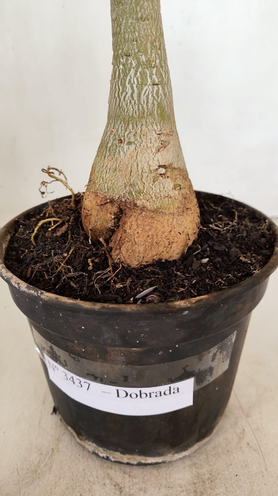 Planta Dobrada 3437 – 35cm – 03 anos - foto 6