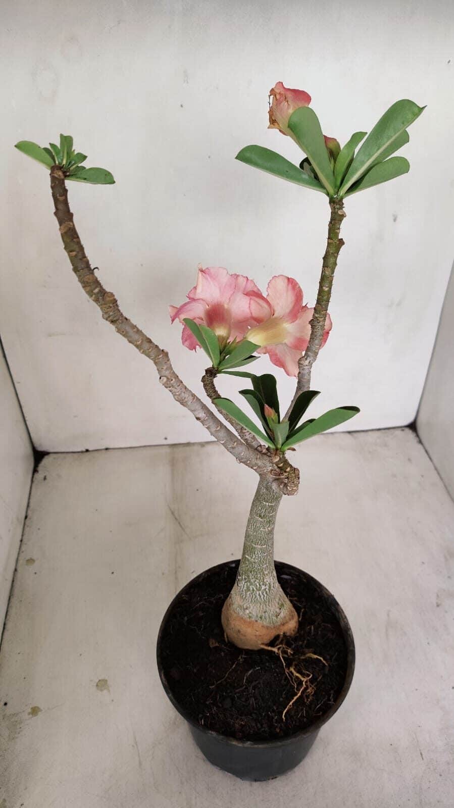 Planta Dobrada 3437 – 35cm – 03 anos - foto 5