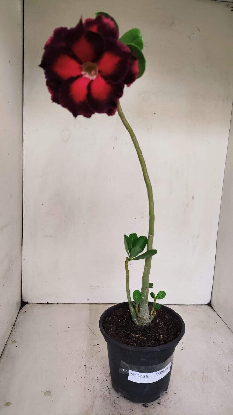 Planta Dobrada 3438 – 30cm – 02 anos - foto 2