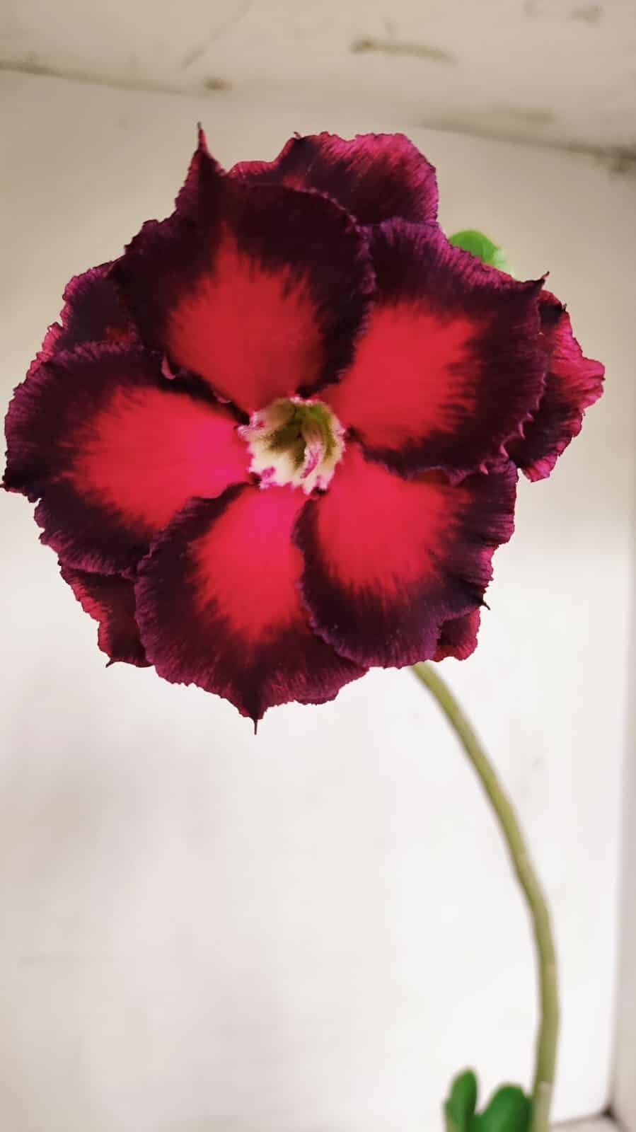 Planta Dobrada 3438 – 30cm – 02 anos - foto 3