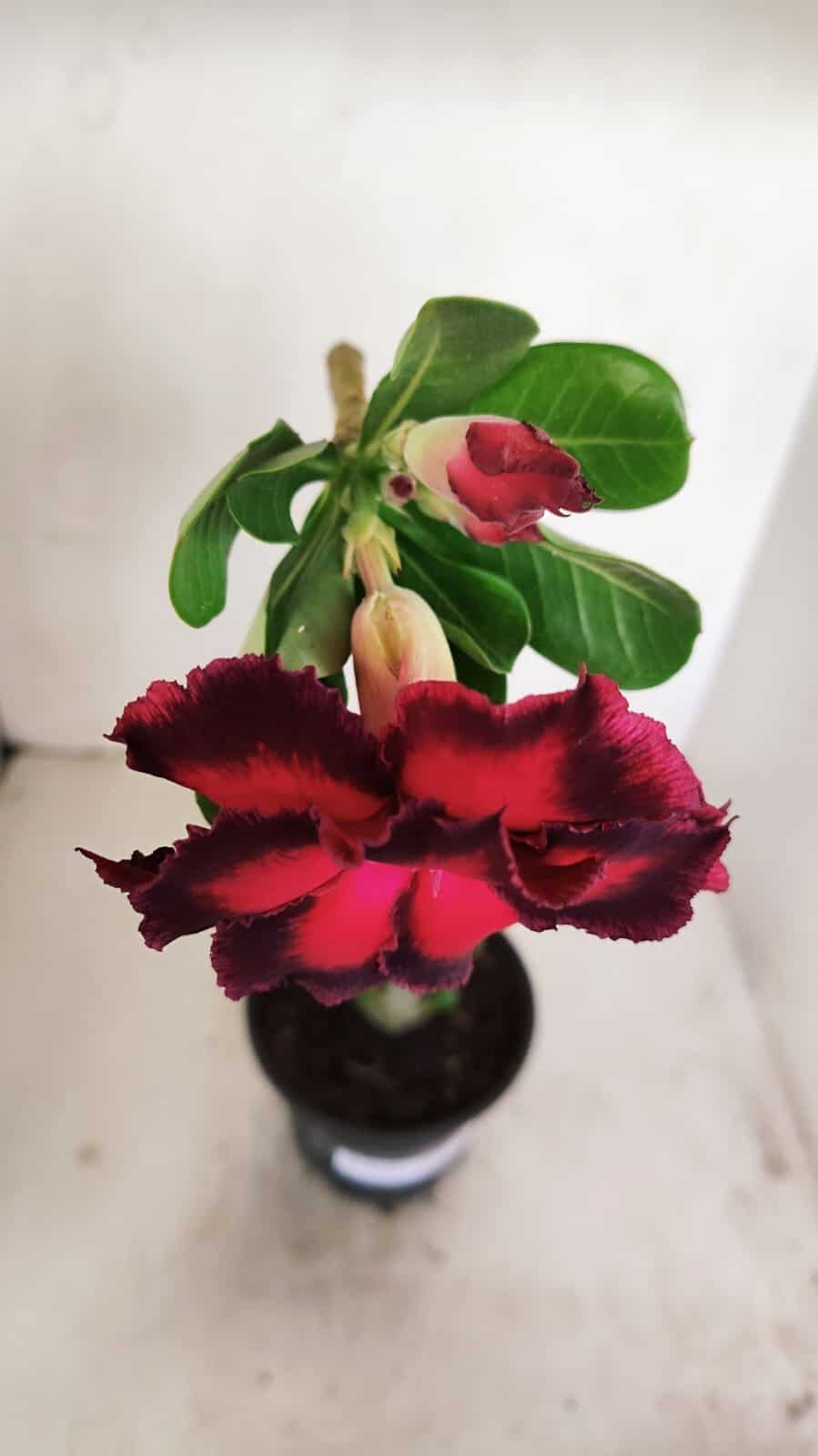 Planta Dobrada 3438 – 30cm – 02 anos - foto 4