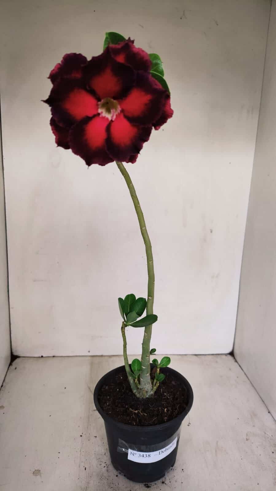 Planta Dobrada 3438 – 30cm – 02 anos - foto 6
