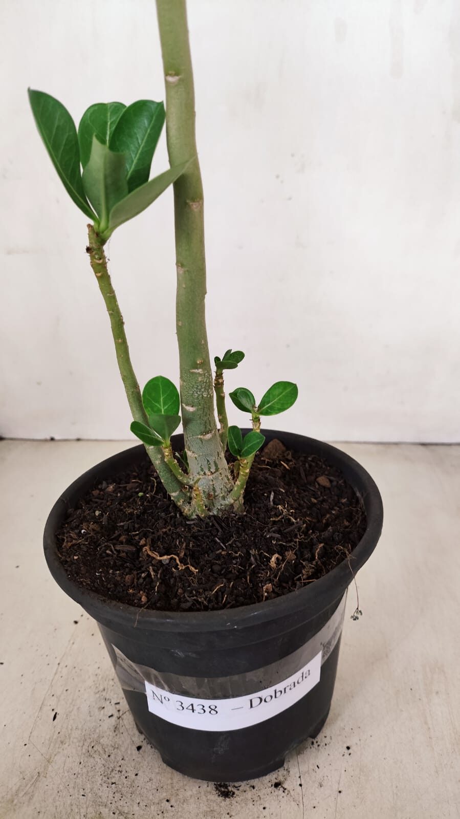 Planta Dobrada 3438 – 30cm – 02 anos - foto 7